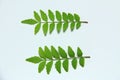 SmilaxÃ£â¬ÂDecoration, for synthesis